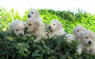 Filhotes de Golden Retriever