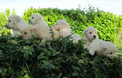 Filhotes de Golden Retriever