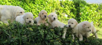 Filhotes de Golden Retriever