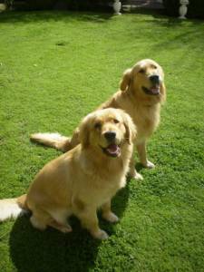 Filhotes de Golden Retriever