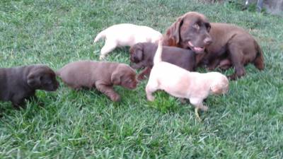 Labrador Retriever Filhotes