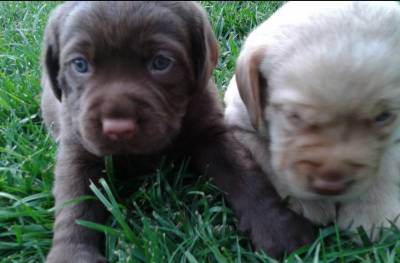 Labrador Retriever Filhotes