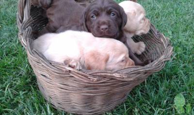 Labrador Retriever Filhotes