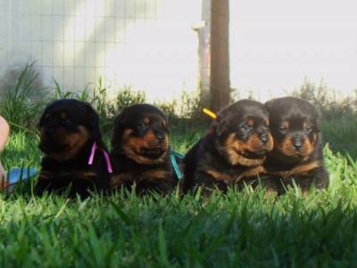 Rottweiler Filhotes