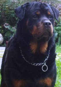 Rottweiler Filhotes