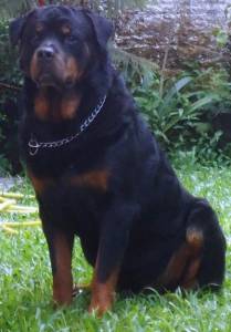 Rottweiler Filhotes