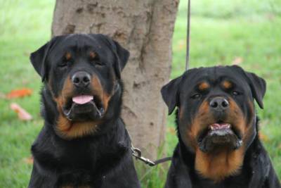 Rottweiler Filhotes