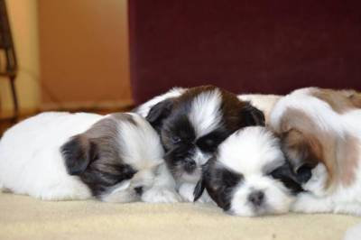 Shih Tzu Filhotes