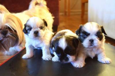 Shih Tzu Filhotes