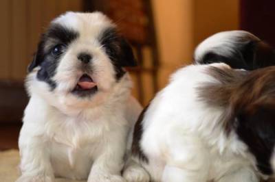 Shih Tzu Filhotes