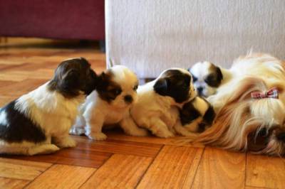 Shih Tzu Filhotes