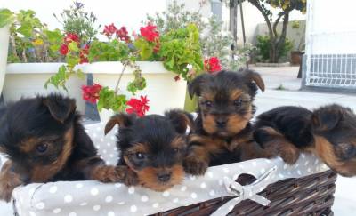 Yorkshire Terrier Filhotes