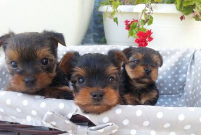 Yorkshire Terrier Filhotes