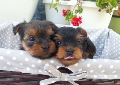 Yorkshire Terrier Filhotes