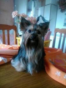 Yorkshire Terrier Filhotes