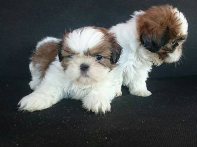 Filhotes de Shih-Tzu