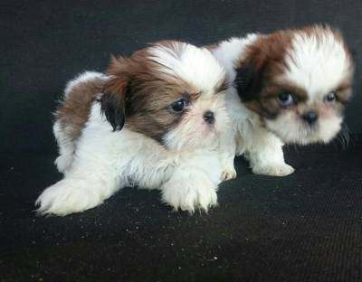 Filhotes de Shih-Tzu