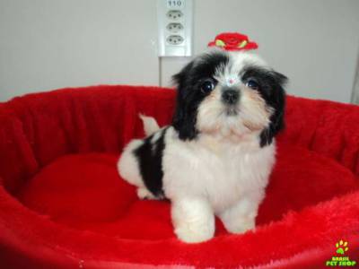 linda shihtzu preta com bca zleste