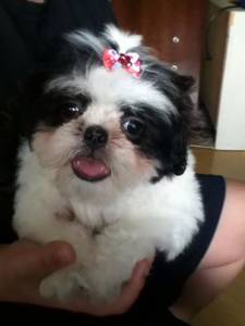 linda shihtzu preta com bca zleste