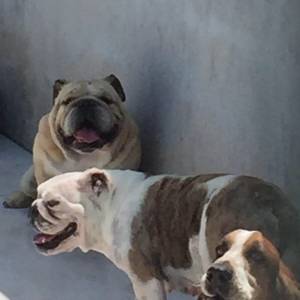 Fabulosos Bulldog Ingls