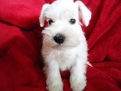 Filhotes Schnauzer Mini