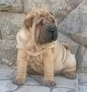 shar pei  filhotes kioma