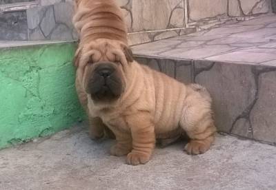 shar pei  filhotes kioma