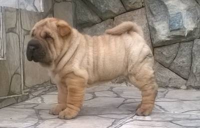 shar pei  filhotes kioma