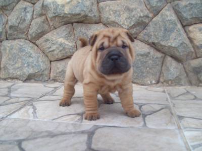 shar pei  filhotes kioma