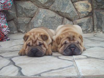 shar pei  filhotes kioma