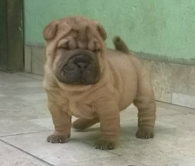 shar pei  filhotes kioma