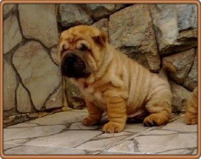 shar pei  filhotes kioma