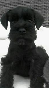 Filhotes Schnauzer Mini Preto