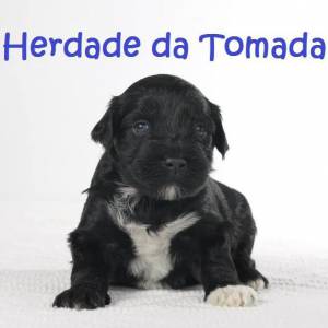 Co de gua Portugus Puros LOP - Water Dog puppy
