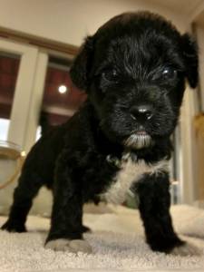 Co de gua Portugus Puros LOP - Water Dog puppy