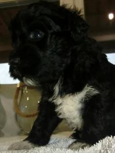 Co de gua Portugus Puros LOP - Water Dog puppy