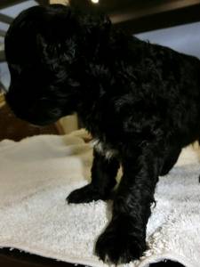 Co de gua Portugus Puros LOP - Water Dog puppy