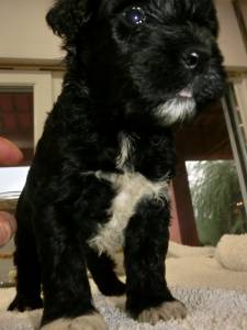 Co de gua Portugus Puros LOP - Water Dog puppy