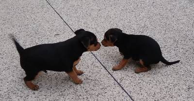 Pinscher Miniatura   Pincher