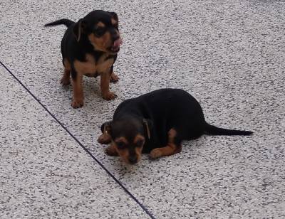 Pinscher Miniatura   Pincher