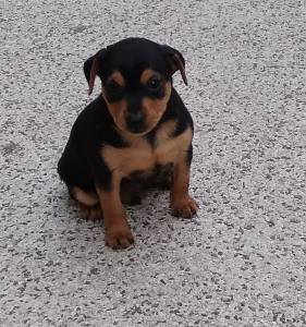 Pinscher Miniatura   Pincher