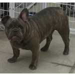 Bulldog Francs Bulldog Francs Extico Blue