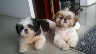 shihtzu lindos filhotes canil itaquera