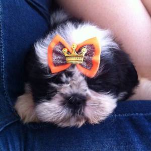 shihtzu lindos filhotes canil itaquera