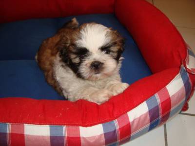 shihtzu lindos filhotes canil itaquera