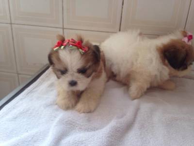 lindos filhotes de shih tzu mini e padro