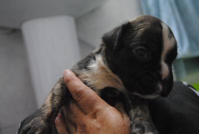 Boxers da Casa do Niko disponiveismachos e femea