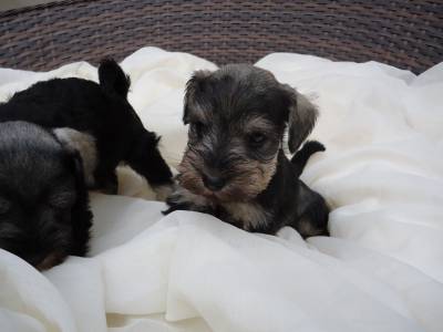 Schnauzer Mini Sal e Pimenta