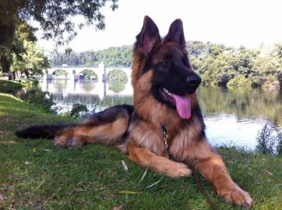 Pastor Alem�o Alt�ssima Qualidade 