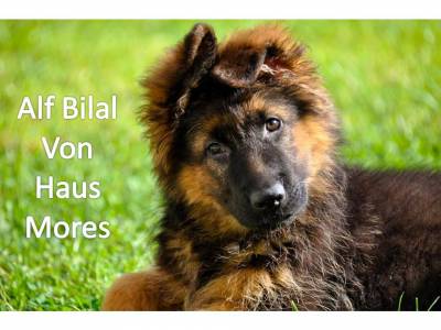 Pastor Alem�o Alt�ssima Qualidade 